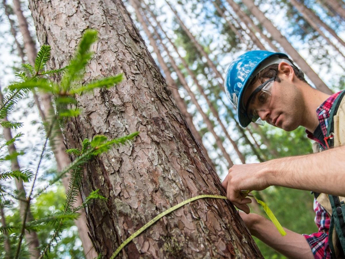 arboplan prověrka lesní hospodářské evidence