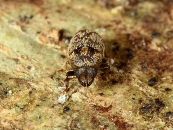 Monitoring škůdců