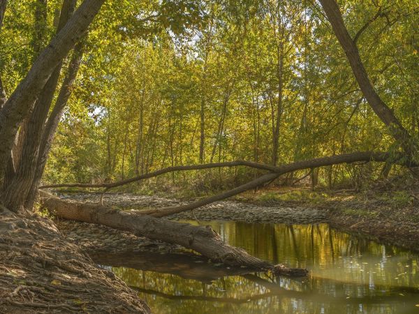 Obnova břehových porostů: projekty, které chrání krajinu