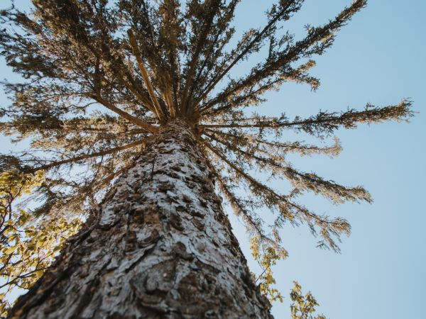 Nejčastější chyby při péči o stromy