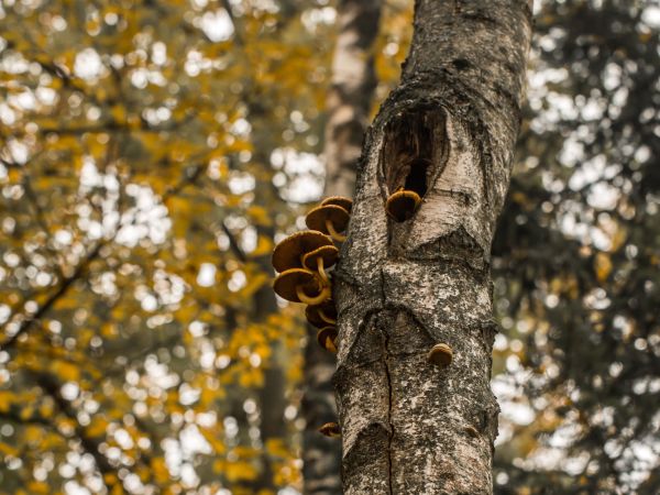 Torza stromů jako významné krajinné biotopy