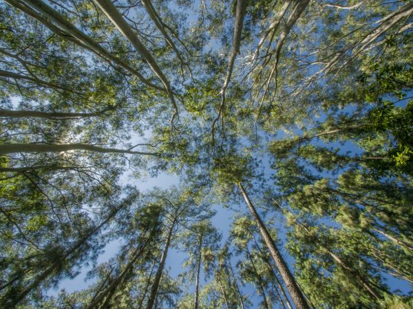 Arborista a dendrolog jsou odborníci: Co běžný vlastník stromů nevidí