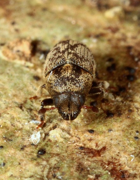 Monitoring škůdců