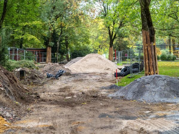 Stromy a stavby: proč je ochrana zeleně součástí projektu