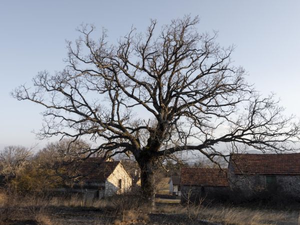 Určení sadovnické hodnoty: nástroj pro plánování, řešení sporů a škod