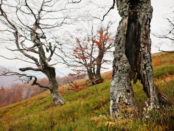 Bezpečnost stromů ve veřejném prostoru: odpovědnost vlastníků