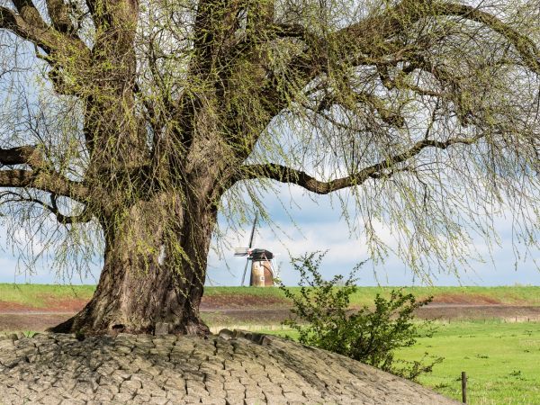 Kořenový systém dřevin: citlivé místo za jehož poškození se platí